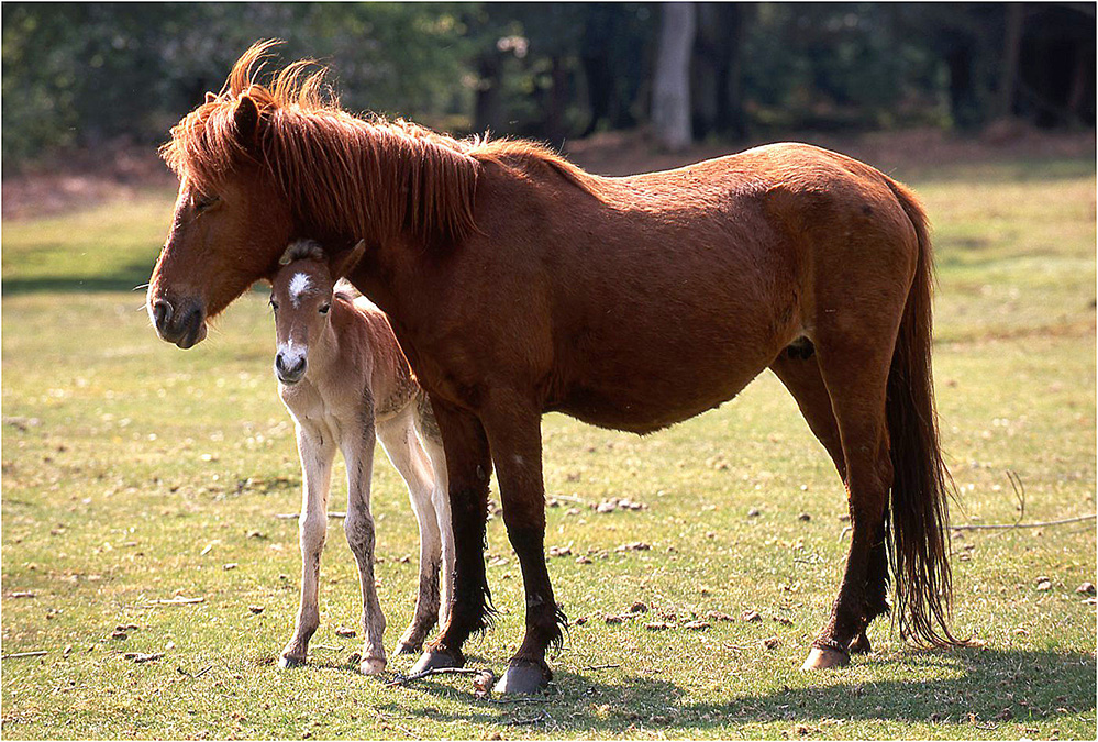 Spring New Forest Pony Mother and Foal